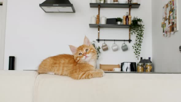 Ginger Kitten Lies on a White Sofa Against the Background of the Kitchen alt