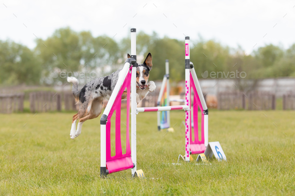 Border Collie dog jumps over a hurdle of an agility course. Agility competition, dog sport