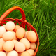 eggs in basket on grass background. Chicken eggs in wooden basket on green nature floor at cloudy da - PhotoDune Item for Sale