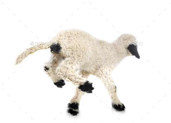 lamb Valais Blacknose in studio - Stock Photo - Images