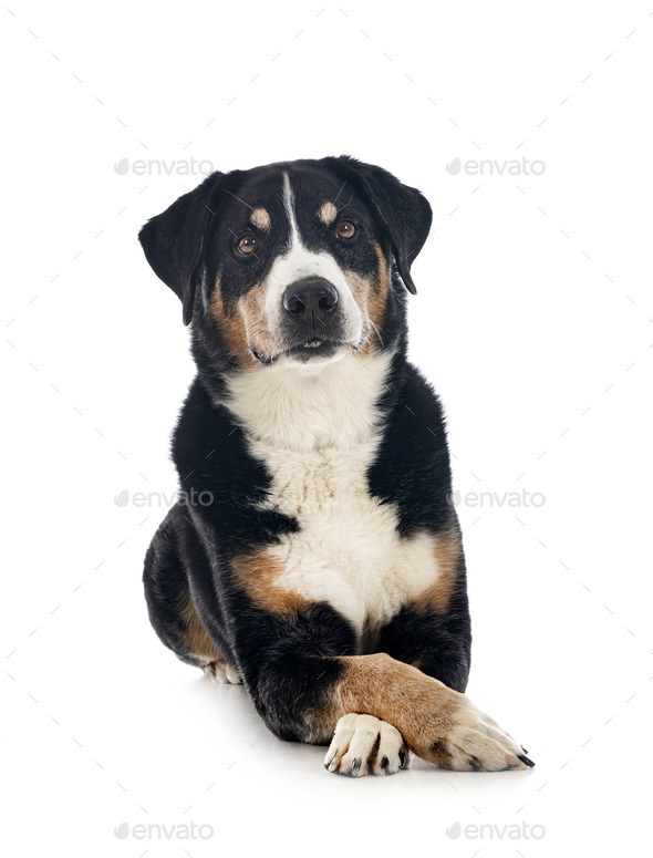 adult Appenzeller Sennenhund - Stock Photo - Images