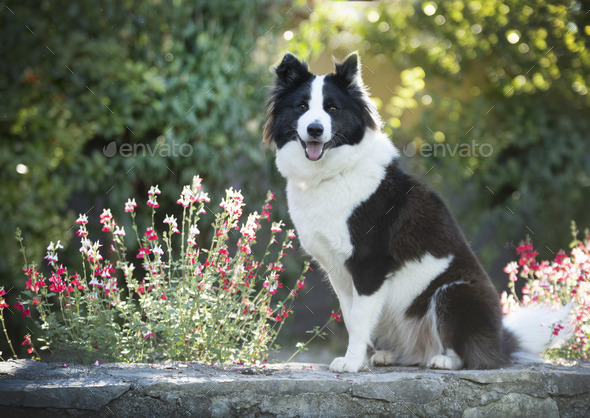 Finnish Lapphund in nature - Stock Photo - Images