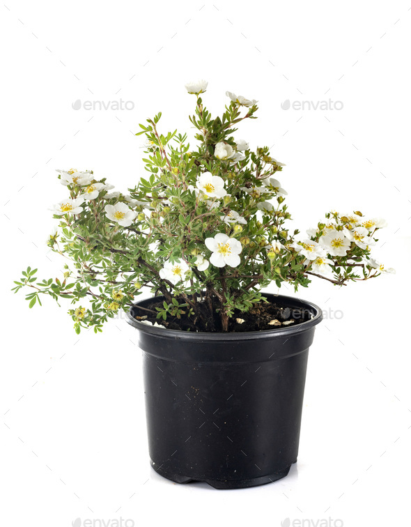 Rosa pimpinellifolia in studio - Stock Photo - Images