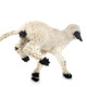 lamb Valais Blacknose in studio - PhotoDune Item for Sale