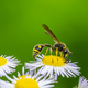 Potter wasp on a white aster flower blossom - PhotoDune Item for Sale