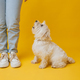 West highland white terrier standing next to girl&#39;s feet on yellow background - PhotoDune Item for Sale