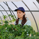 woman in greenhouse is engaged in gardening, transplanting seedlings of tomatoes and peppers. - PhotoDune Item for Sale