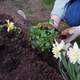 woman in garden or country house transplants seasonal flowers into flowerbed - PhotoDune Item for Sale