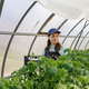 woman in greenhouse is engaged in gardening, transplanting seedlings of tomatoes and peppers. - PhotoDune Item for Sale