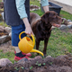 woman waters flowers and plays with labrador retriever dog - PhotoDune Item for Sale