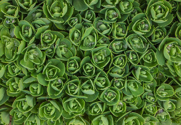 Hylotelephium telephium. Sedum foliage, greenery garden plants closeup with waterdrops. - Stock Photo - Images