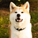 Akita cute dog enjoys walk in park on green grass alone outdoor in summer, close up - PhotoDune Item for Sale