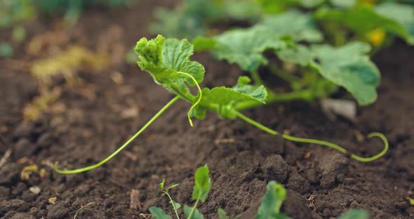 Close-up, a Young Plant Growing in the Soil. Young Shoots of Melons Cult Lie on the Ground alt