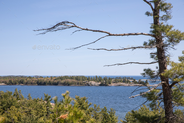 trees in the lake. Killarney, Canada - Stock Photo - Images