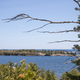 trees in the lake. Killarney, Canada - PhotoDune Item for Sale