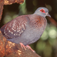Speckled Pigeon - PhotoDune Item for Sale