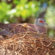 Speckled Pigeon on Nest - PhotoDune Item for Sale