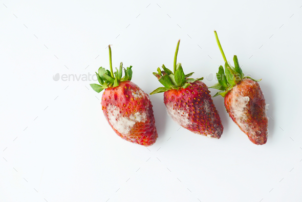 Gray Mold on strawberries on table , - Stock Photo - Images