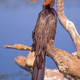 An African Darter in the Garden Route National Park - PhotoDune Item for Sale