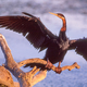An African Darter Drying its Wings - PhotoDune Item for Sale