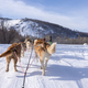 Dog sledding is a good chance to experience beautiful Mongolian winter. - PhotoDune Item for Sale