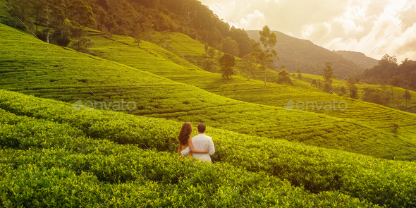 Aerial Drone View of Green Tea Fields in Mountains with Couple of Travelers During Travel to Sri - Stock Photo - Images