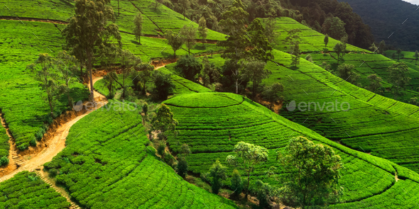 Aerial Landscape of Spring Tea Terraces in the Mountains of Sri Lanka - Stock Photo - Images