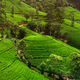 Aerial Landscape of Spring Tea Terraces in the Mountains of Sri Lanka - PhotoDune Item for Sale