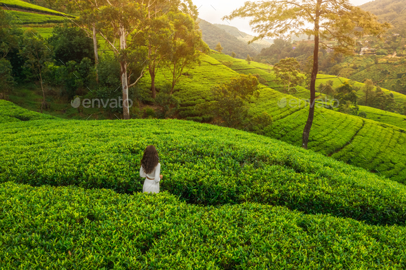 Cinematic Aerial Drone Shot of Green Tea Terraces in Mountains with Woman Traveler in Nuwara Eliya - Stock Photo - Images