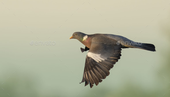 Wood Pigeon (Columba Palumbus) in Flight. Bird in Flight. - Stock Photo - Images