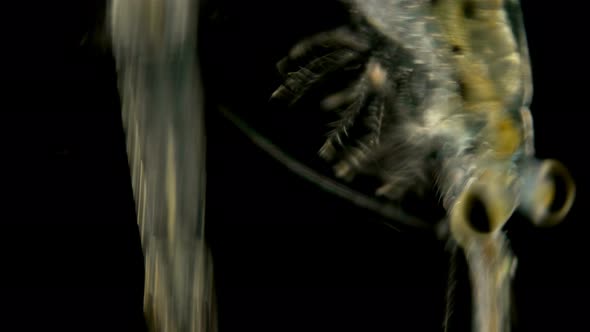 Black Sea Plankton and Zooplankton Under a Microscope, Mysid Shrimp alt