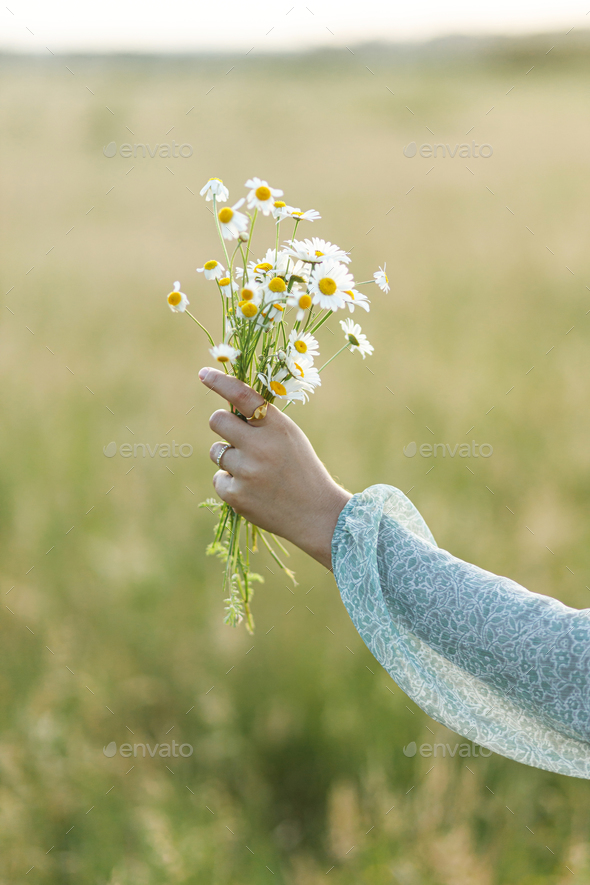 Woman hand holding daisy bouquet in field in evening summer countryside, close up - Stock Photo - Images