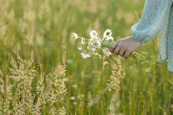 Daisy bouquet in woman hand in evening summer countryside, close up - Stock Photo - Images