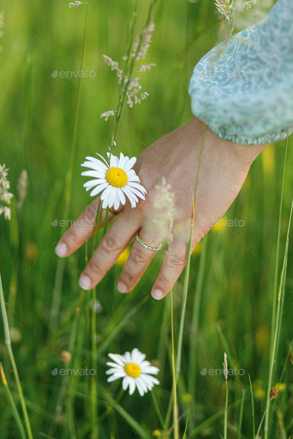 Woman hand holding daisy flower in summer countryside, close up - Stock Photo - Images