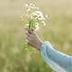 Woman hand holding daisy bouquet in field in evening summer countryside, close up - PhotoDune Item for Sale