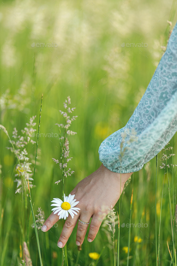 Woman hand among daisy flowers in summer countryside, close up - Stock Photo - Images