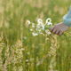 Daisy bouquet in woman hand in evening summer countryside, close up - PhotoDune Item for Sale