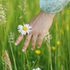 Woman hand holding daisy flower in summer countryside, close up - PhotoDune Item for Sale