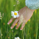 Woman hand holding daisy flower in summer countryside, close up - PhotoDune Item for Sale