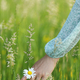 Woman hand among daisy flowers in summer countryside, close up - PhotoDune Item for Sale