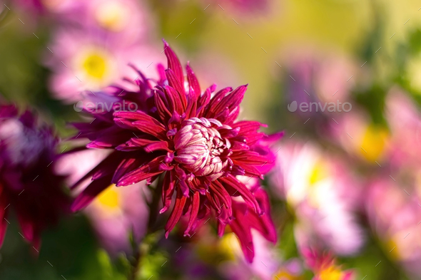 red flower at the blurred background. - Stock Photo - Images
