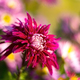 red flower at the blurred background. - PhotoDune Item for Sale