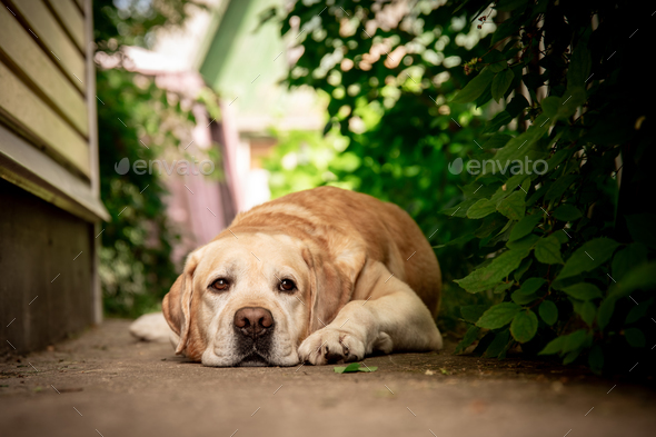 cute fawn Labrador lies on a path in the garden - Stock Photo - Images