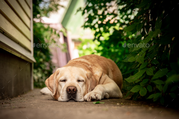 cute fawn Labrador lies on a path in the garden - Stock Photo - Images