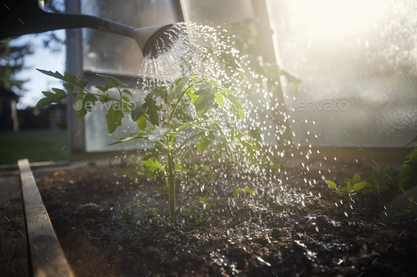 Watering plant of tomato in greenhouse - Stock Photo - Images