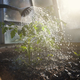 Watering plant of tomato in greenhouse - PhotoDune Item for Sale