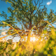 Low angle view Sunlight sunshine sun and grass Old wood oak tree in Summer sunny day. Sunlight - PhotoDune Item for Sale