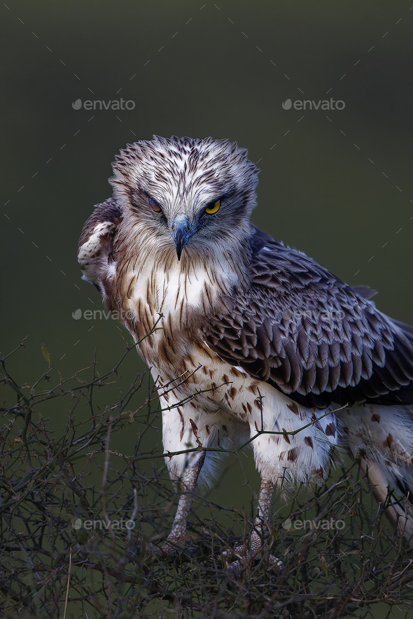 Short toed snake eagle  - Stock Photo - Images