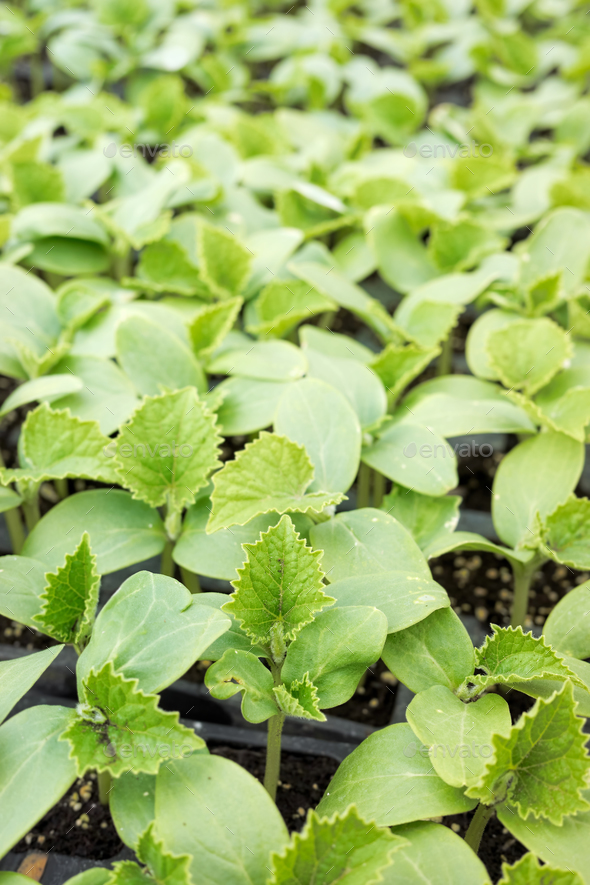 Close up picture of cucumber seedlings in nursery tray, selective focus. - Stock Photo - Images