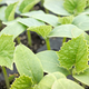 Close up picture of cucumber seedlings in nursery tray, selective focus. - PhotoDune Item for Sale